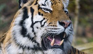Preview wallpaper tiger, predator, big cat, fangs, jaws