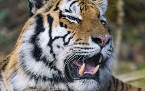 Preview wallpaper tiger, predator, big cat, fangs, jaws