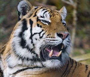 Preview wallpaper tiger, predator, big cat, fangs, jaws