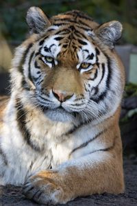 Preview wallpaper tiger, predator, big cat, glance, stripes