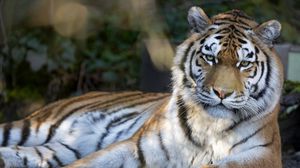 Preview wallpaper tiger, predator, big cat, glance, stripes