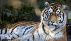 Preview wallpaper tiger, predator, big cat, glance, stripes