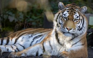 Preview wallpaper tiger, predator, big cat, glance, stripes