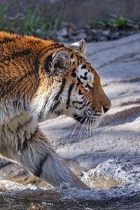 Preview wallpaper tiger, predator, big cat, profile