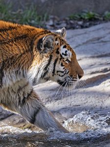 Preview wallpaper tiger, predator, big cat, profile