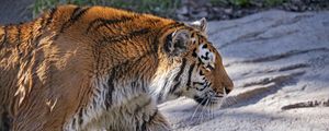 Preview wallpaper tiger, predator, big cat, profile