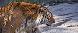 Preview wallpaper tiger, predator, big cat, profile