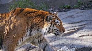 Preview wallpaper tiger, predator, big cat, profile