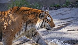 Preview wallpaper tiger, predator, big cat, profile