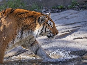 Preview wallpaper tiger, predator, big cat, profile