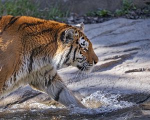 Preview wallpaper tiger, predator, big cat, profile