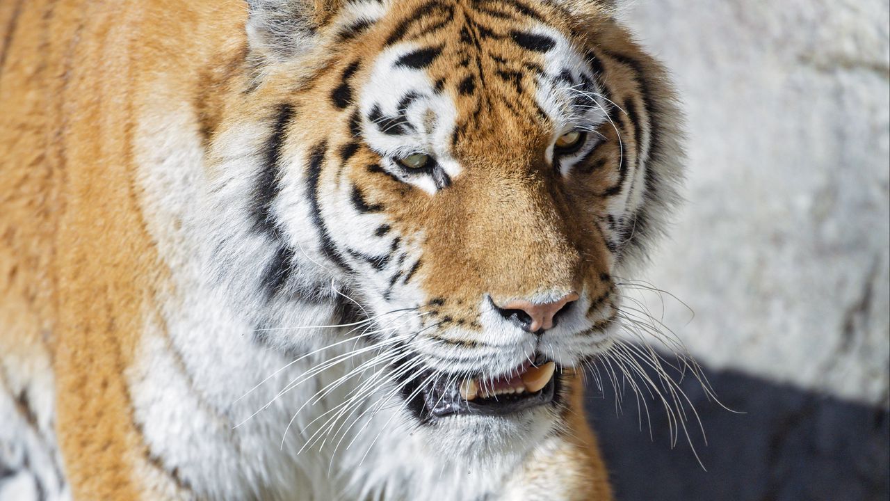 Wallpaper tiger, predator, big cat, fangs, paws