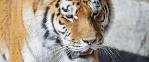 Preview wallpaper tiger, predator, big cat, fangs, paws