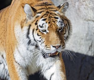 Preview wallpaper tiger, predator, big cat, fangs, paws