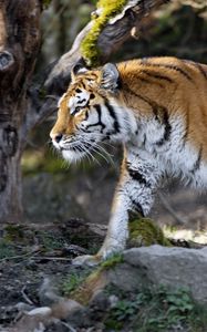 Preview wallpaper tiger, predator, big cat, profile, glance