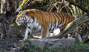 Preview wallpaper tiger, predator, big cat, profile, glance