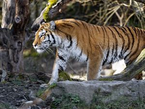 Preview wallpaper tiger, predator, big cat, profile, glance