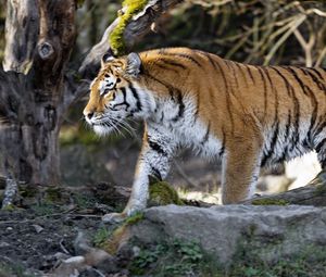 Preview wallpaper tiger, predator, big cat, profile, glance