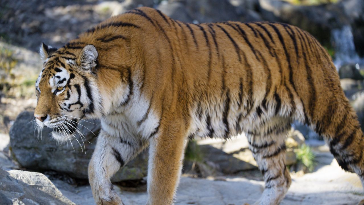 Wallpaper tiger, predator, big cat, glance, profile