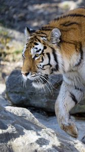 Preview wallpaper tiger, predator, big cat, glance, profile