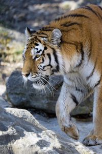 Preview wallpaper tiger, predator, big cat, glance, profile