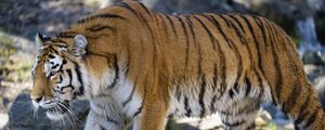 Preview wallpaper tiger, predator, big cat, glance, profile