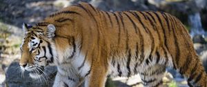 Preview wallpaper tiger, predator, big cat, glance, profile