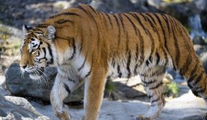 Preview wallpaper tiger, predator, big cat, glance, profile