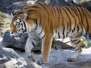 Preview wallpaper tiger, predator, big cat, glance, profile