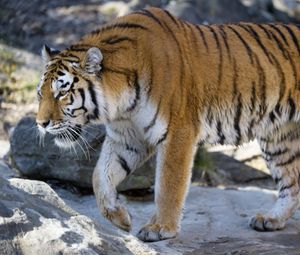 Preview wallpaper tiger, predator, big cat, glance, profile