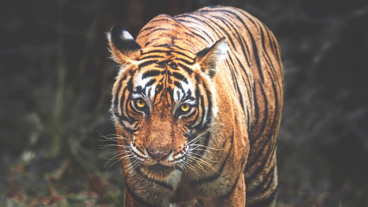 Wallpaper tiger, predator, big cat, glance, face, stripes