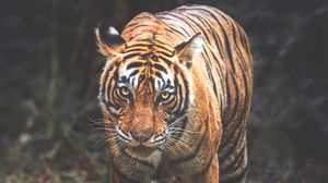 Preview wallpaper tiger, predator, big cat, glance, face, stripes