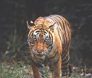 Preview wallpaper tiger, predator, big cat, glance, face, stripes