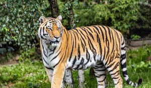 Preview wallpaper tiger, predator, big cat, stripes, glance