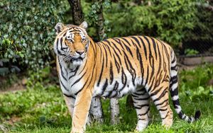 Preview wallpaper tiger, predator, big cat, stripes, glance