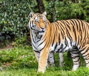 Preview wallpaper tiger, predator, big cat, stripes, glance