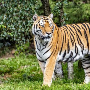 Preview wallpaper tiger, predator, big cat, stripes, glance