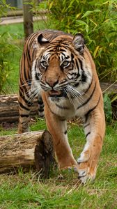 Preview wallpaper tiger, predator, big cat, muzzle, fangs