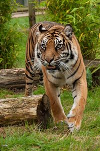 Preview wallpaper tiger, predator, big cat, muzzle, fangs