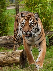 Preview wallpaper tiger, predator, big cat, muzzle, fangs