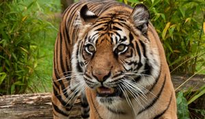 Preview wallpaper tiger, predator, big cat, muzzle, fangs