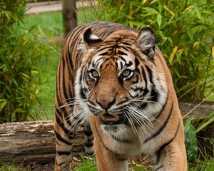 Preview wallpaper tiger, predator, big cat, muzzle, fangs