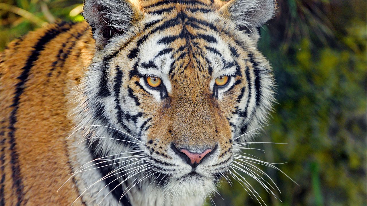 Wallpaper tiger, predator, big cat, muzzle, glance, grass