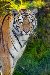 Preview wallpaper tiger, predator, big cat, muzzle, glance, grass