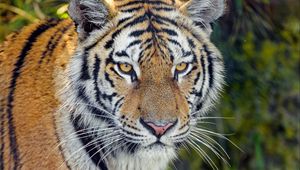 Preview wallpaper tiger, predator, big cat, muzzle, glance, grass