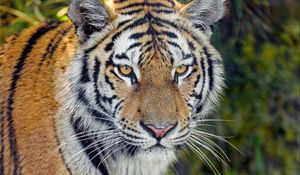 Preview wallpaper tiger, predator, big cat, muzzle, glance, grass