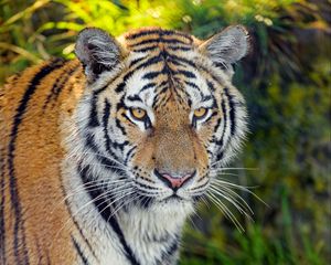 Preview wallpaper tiger, predator, big cat, muzzle, glance, grass