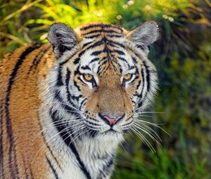 Preview wallpaper tiger, predator, big cat, muzzle, glance, grass