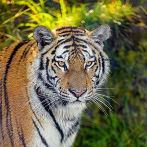 Preview wallpaper tiger, predator, big cat, muzzle, glance, grass