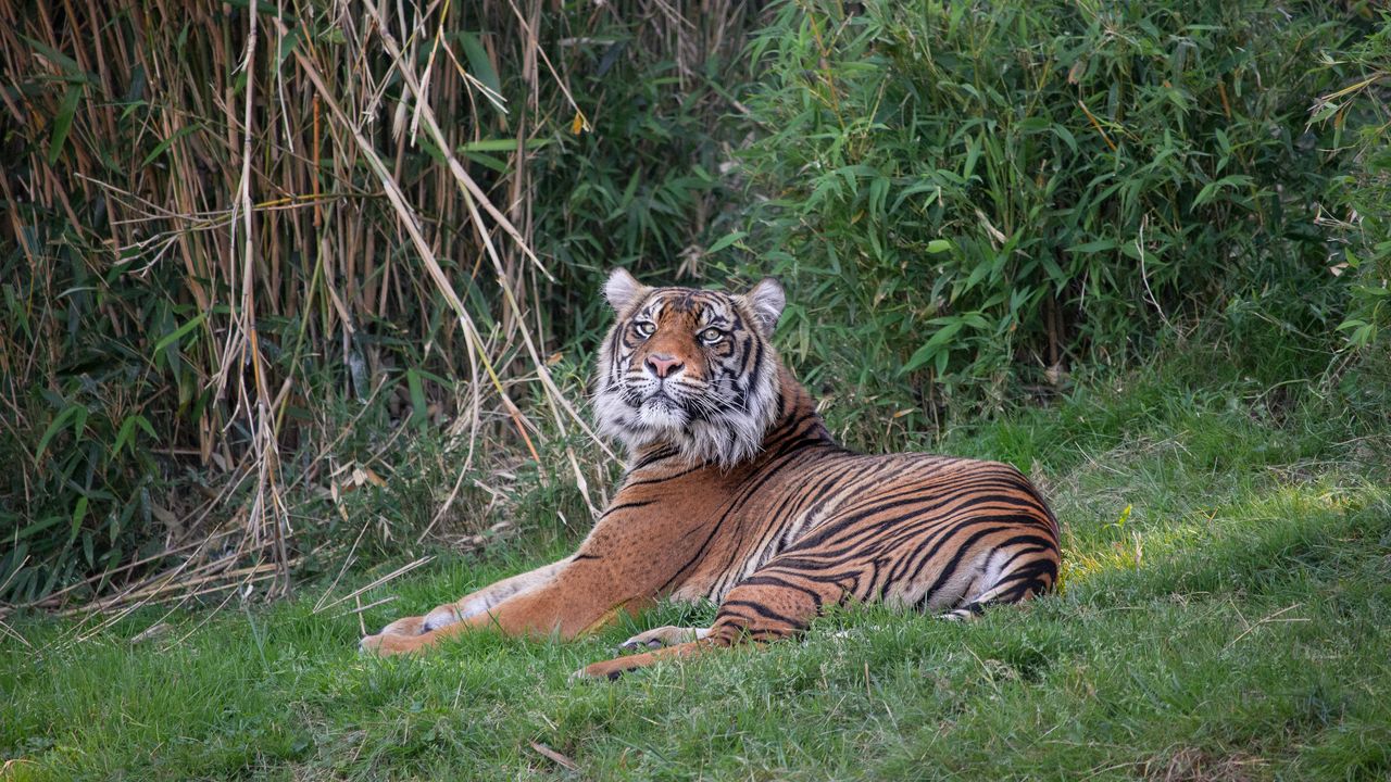 Wallpaper tiger, predator, big cat, glance, grass